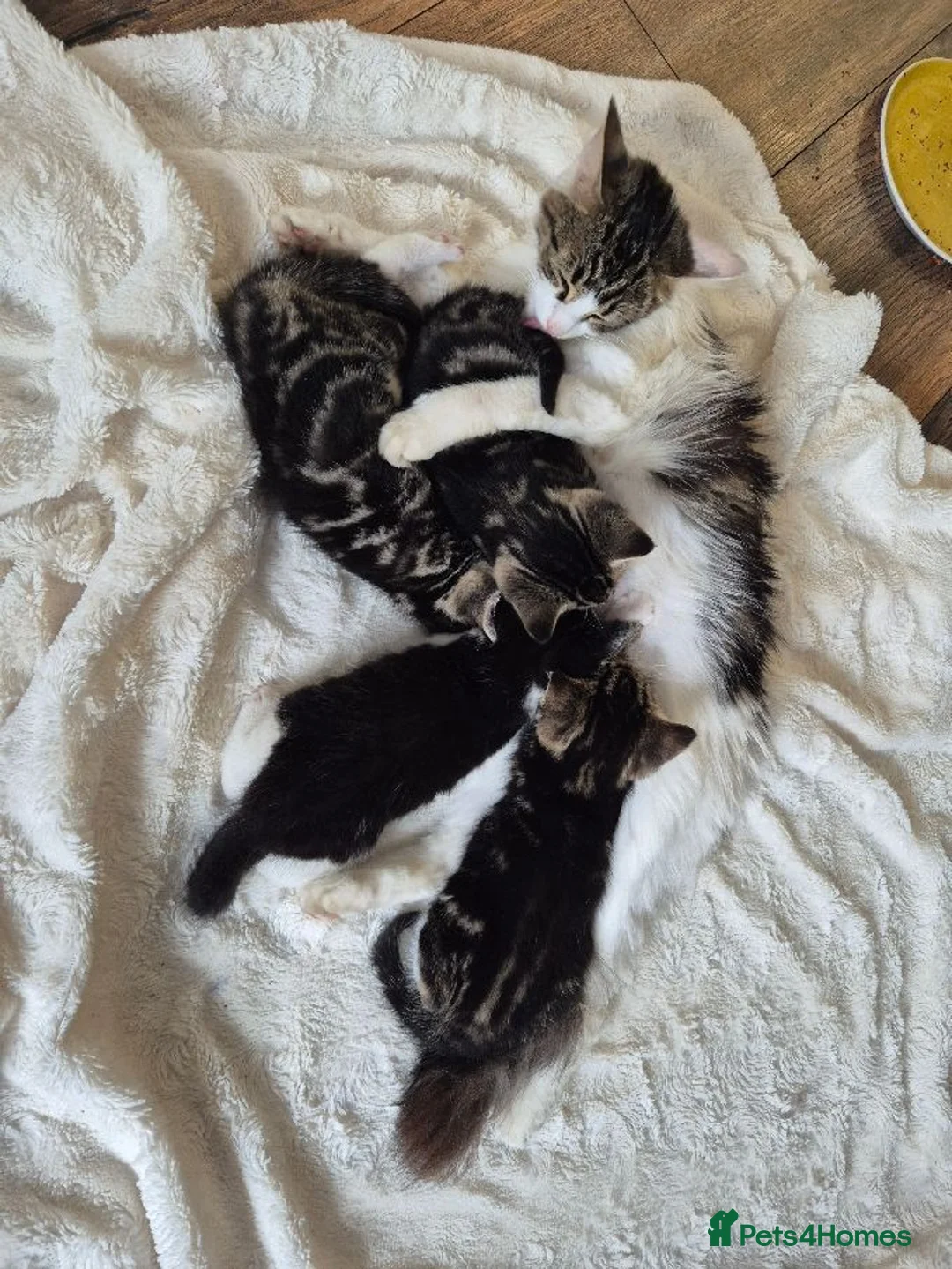 Domestic Shorthair cats for sale: 5 Cuddle kittens ready for homes - Advert 7
