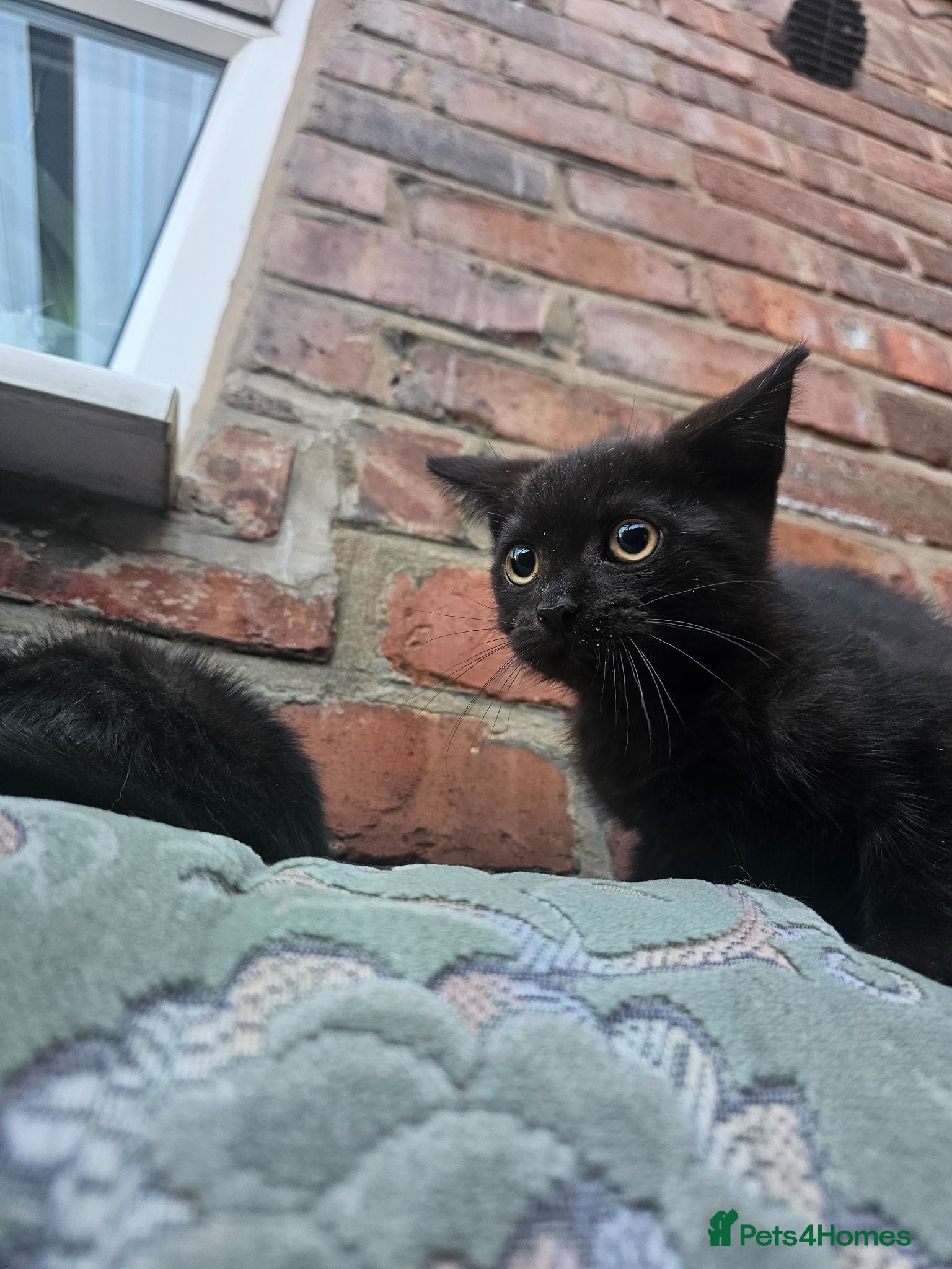 Mixed Breed cats Sweet kittens for sale - Advert 1