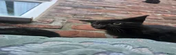 Mixed Breed cats for sale: Sweet kittens for sale - Advert 1