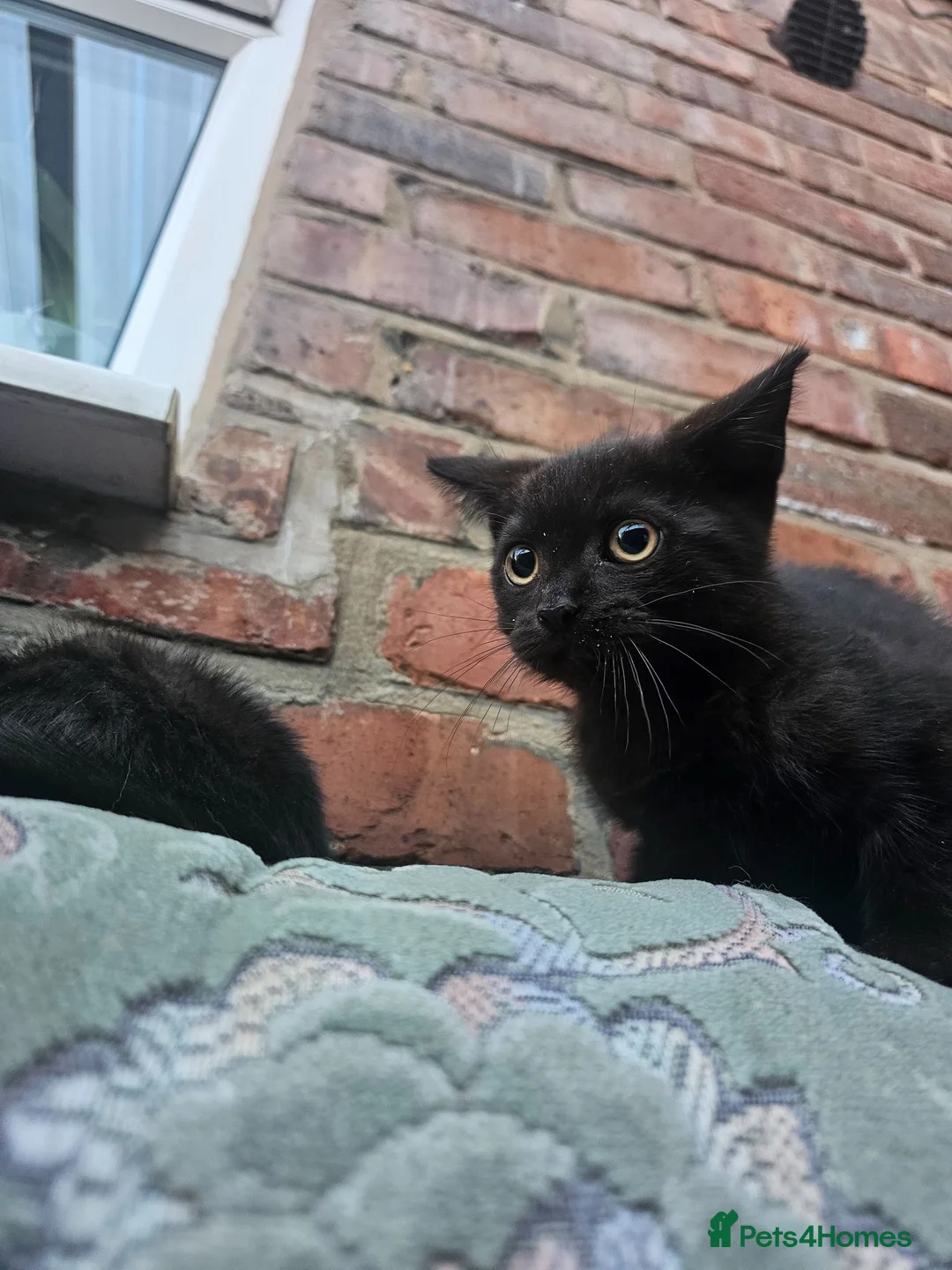 Mixed Breed cats for sale: Sweet kittens for sale - Advert 1