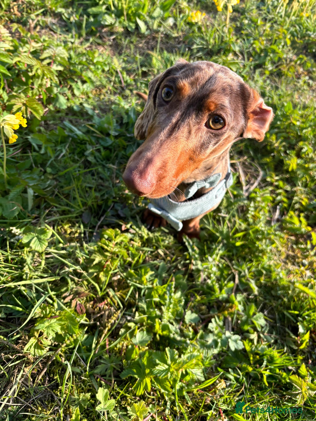 Miniature Dachshund dogs for stud: Proven KCReg Chocolate & Tan Dapple Dachshund Stud - Advert 7