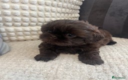 Shih Tzu dogs for sale: Imperial Shihtzu puppies - Image 8