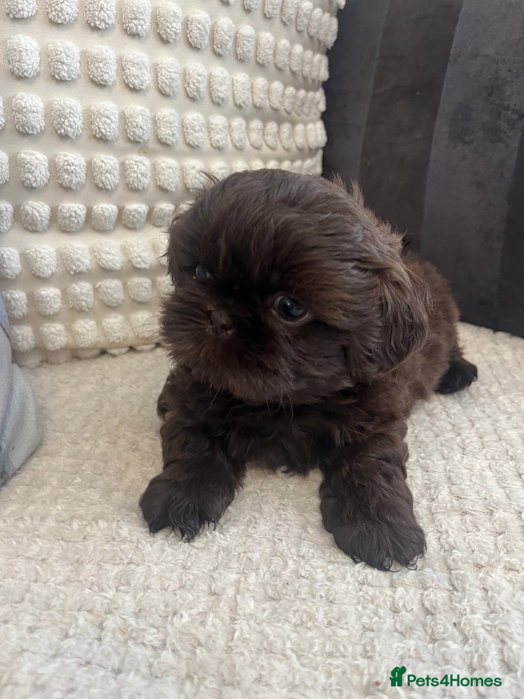 Shih Tzu dogs for sale: Imperial Shihtzu puppies - Image 8