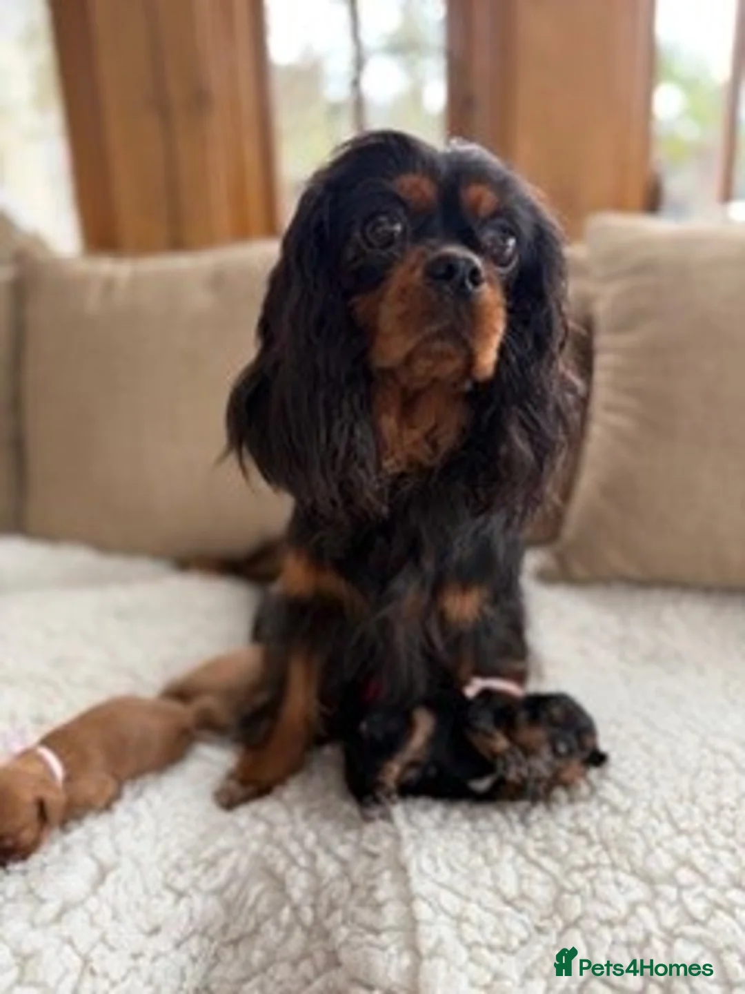 Cavalier King Charles Spaniel dogs for sale: Extremely health tested Cavalier King Charles - Advert 1