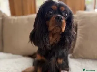 Cavalier King Charles Spaniel dogs Extremely health tested Cavalier King Charles - Advert 3