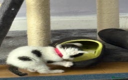 Ragdoll cats for sale: Ragdoll cross  - Image 10