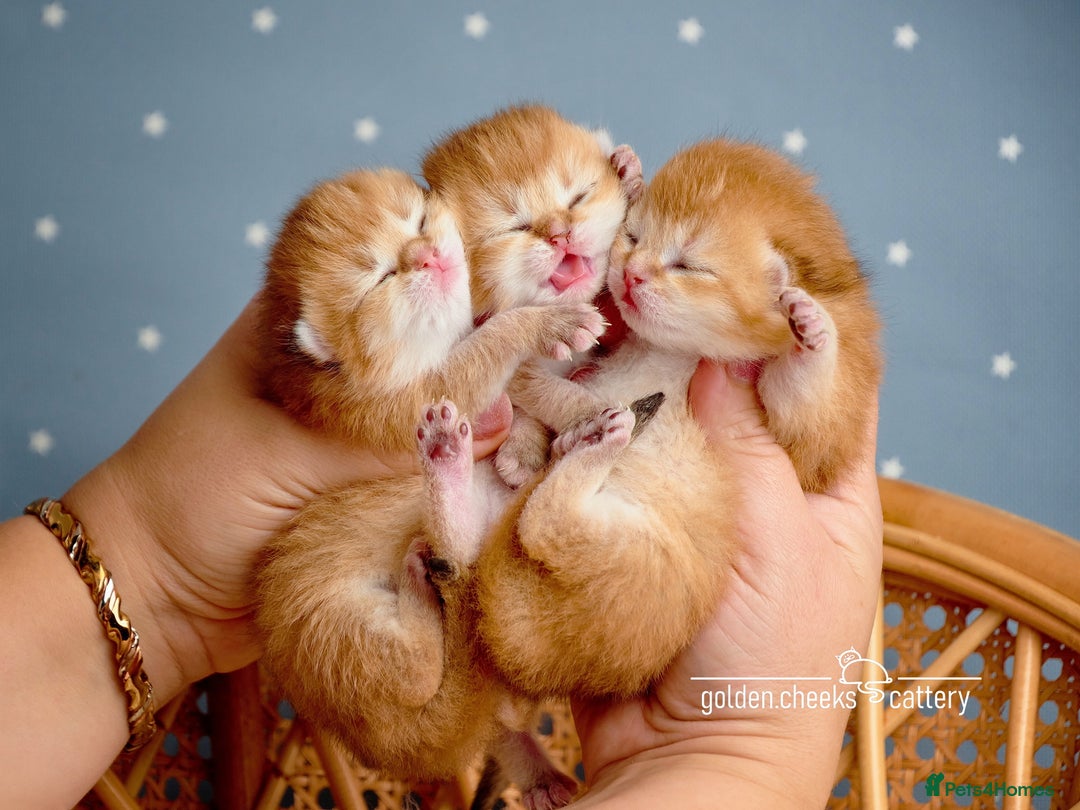 Scottish Fold cats for sale: Show Quality Scottish Kittens - Advert 6