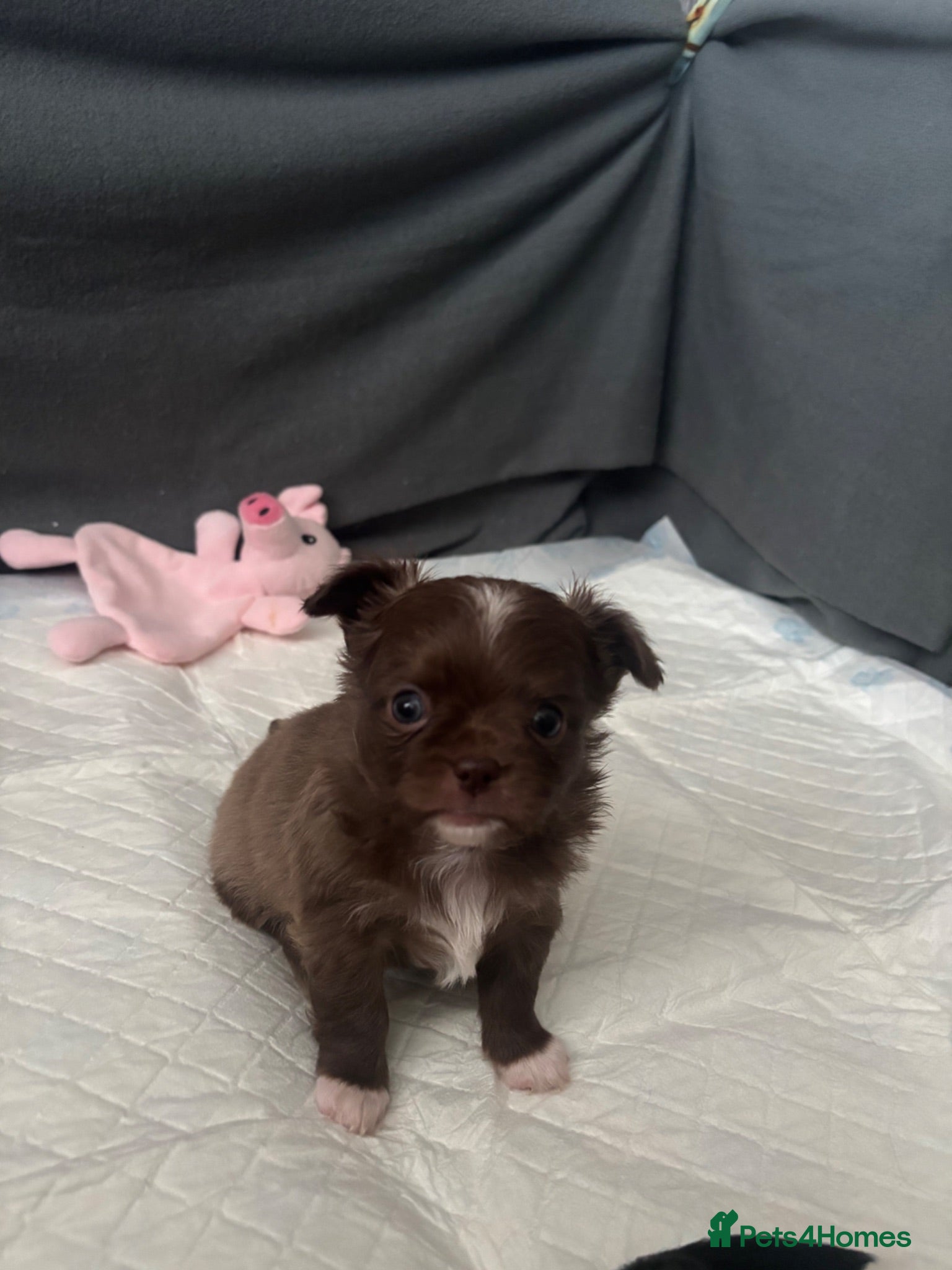 Chihuahua dogs Stunning chihuahua puppies - Advert 13