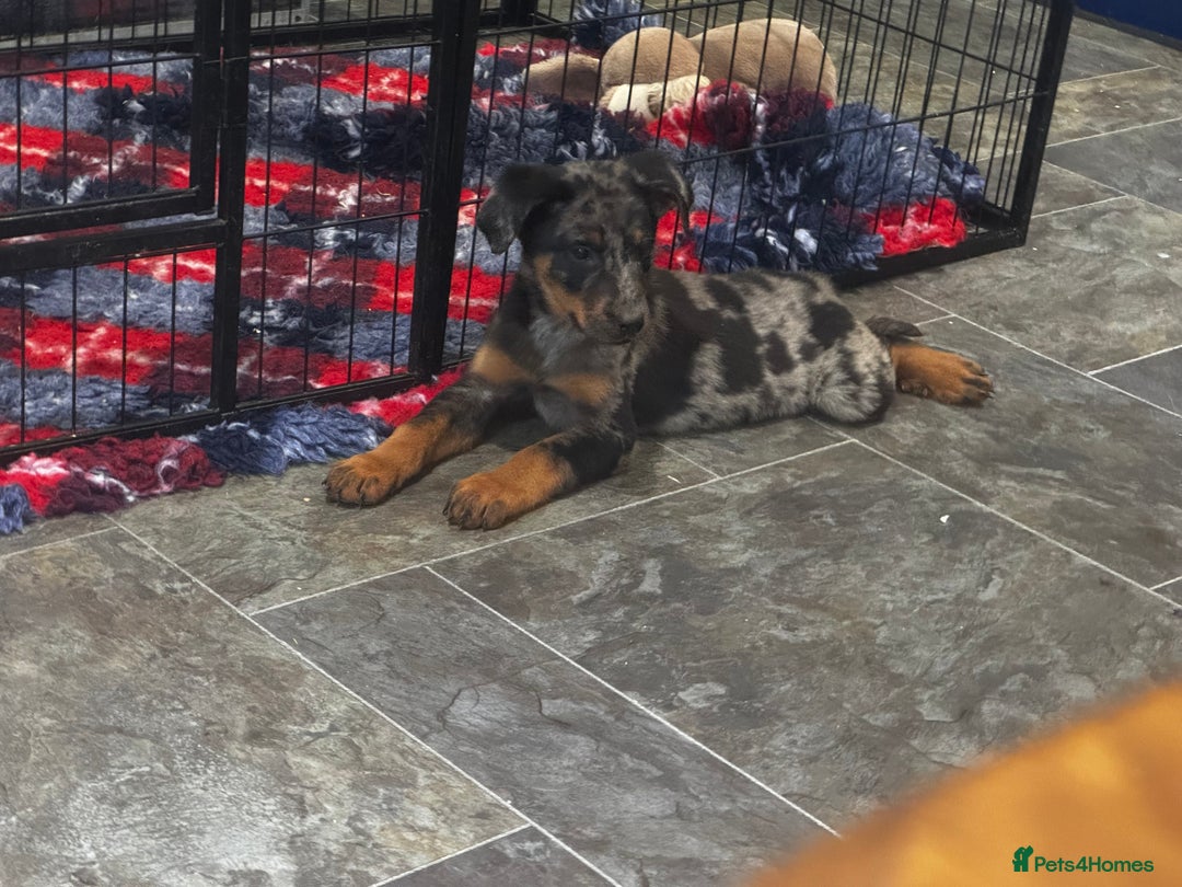 Beauceron dogs for sale: Health tested KC registered beauceron - Advert 2