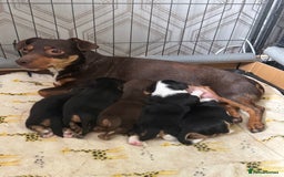 Jack Russell dogs for sale: Jack Russell pups non KC  - Image 1