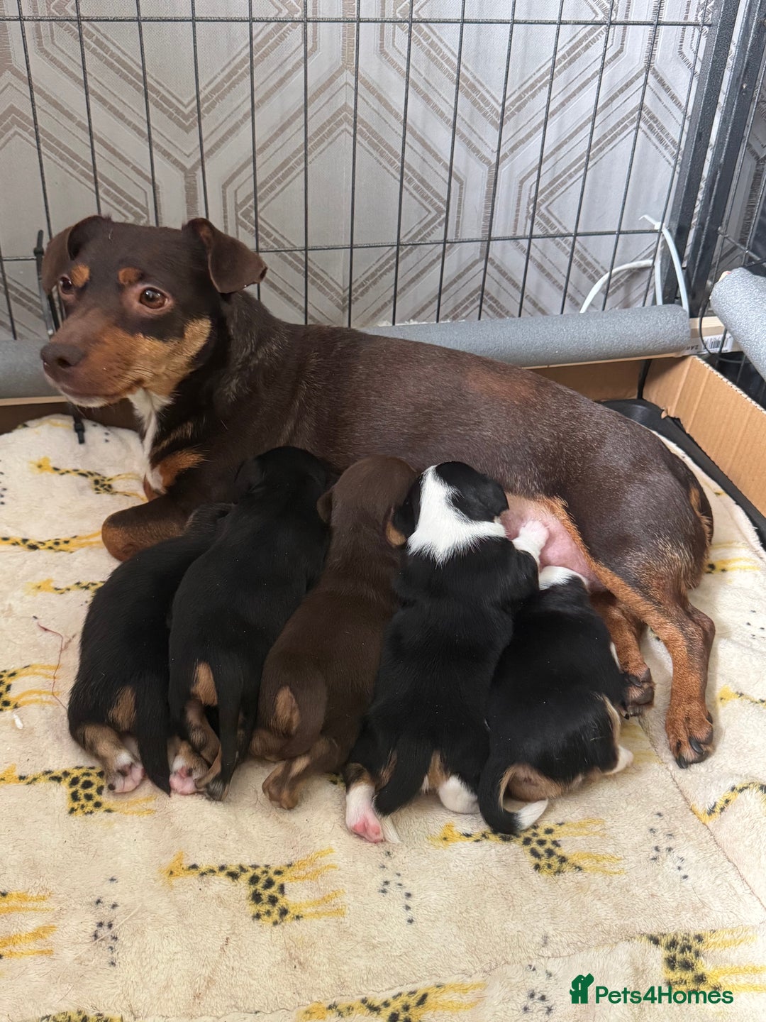 Jack Russell dogs for sale: Jack Russell pups non KC  - Image 1