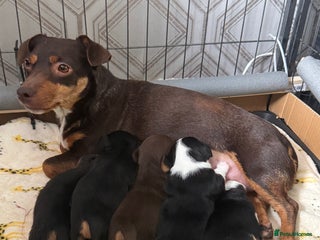 Jack Russell dogs - Advert 2