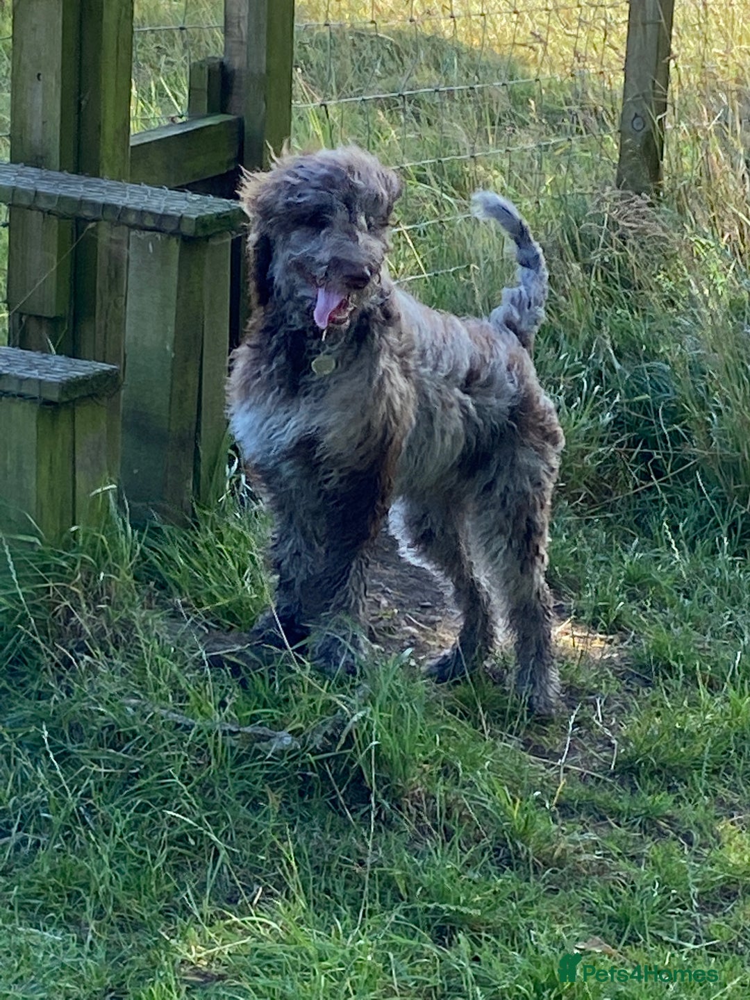 Goldendoodle dogs for stud: Dog for Stud - Advert 2