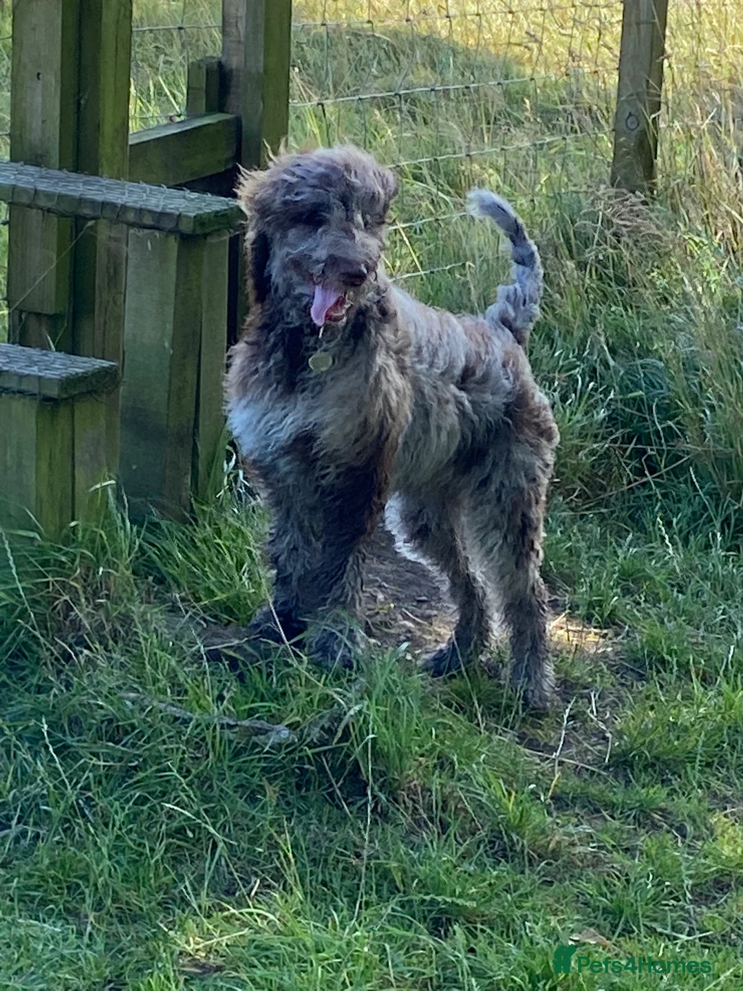 Goldendoodle dogs for stud: Dog for Stud - Advert 2