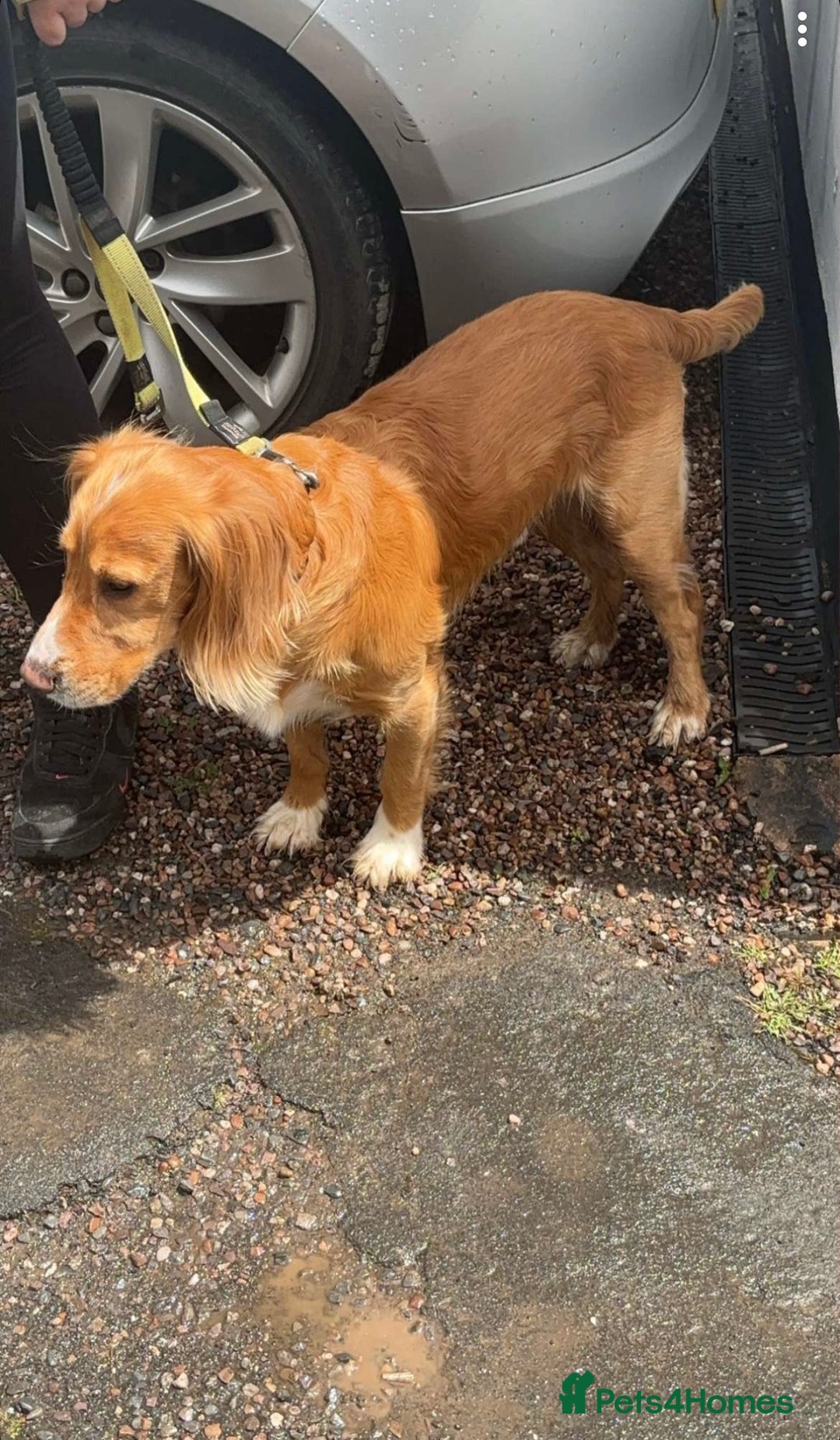 Cocker Spaniel dogs for stud: Golden Cocker Spaniel Stud - Advert 4