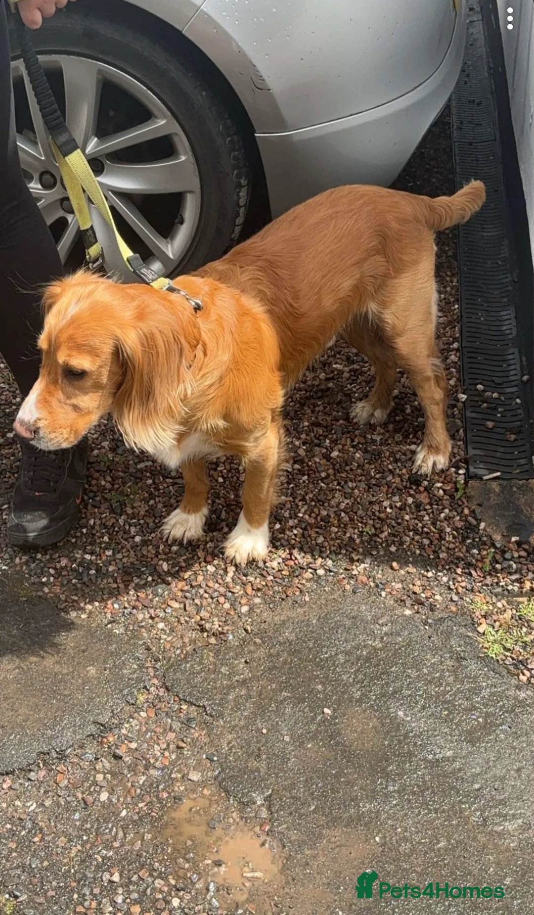 Cocker Spaniel dogs for stud: Golden Cocker Spaniel Stud - Advert 4
