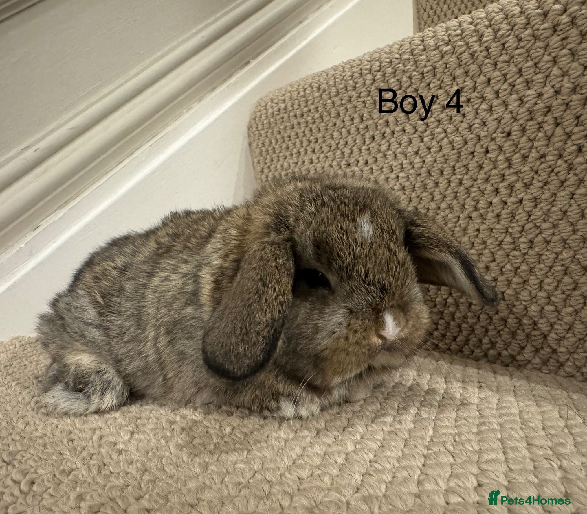Mini Lop rabbits ✨4 BOYS LEFT! STUNNING MINI LOP, READY TO RESERVE✨ - Advert 2
