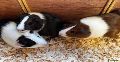 Guinea Pig rodents - Advert 6