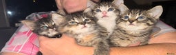 Mixed Breed cats for sale: Maine Coon cross tabby - Advert 1