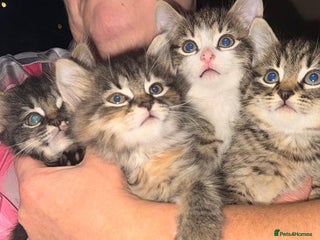 Mixed Breed cats for sale - Advert 1