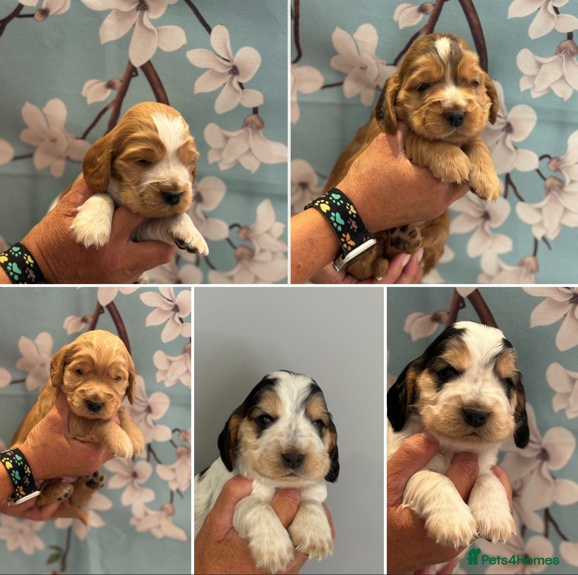 Cocker Spaniel dogs Show Type Cocker Spaniels - Advert 1