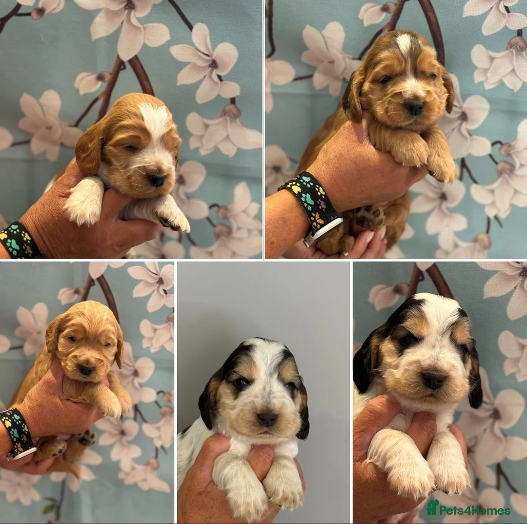 Cocker Spaniel dogs for sale: Show Type Cocker Spaniels in Sandy - Advert 1