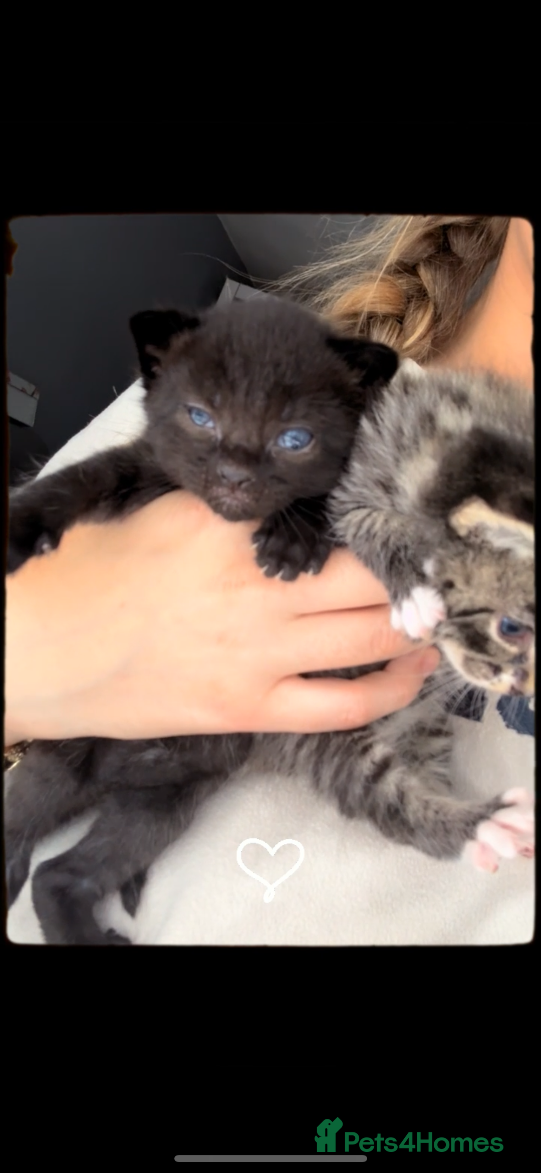 Mixed Breed cats for sale: Kittens for sale  - Image 7