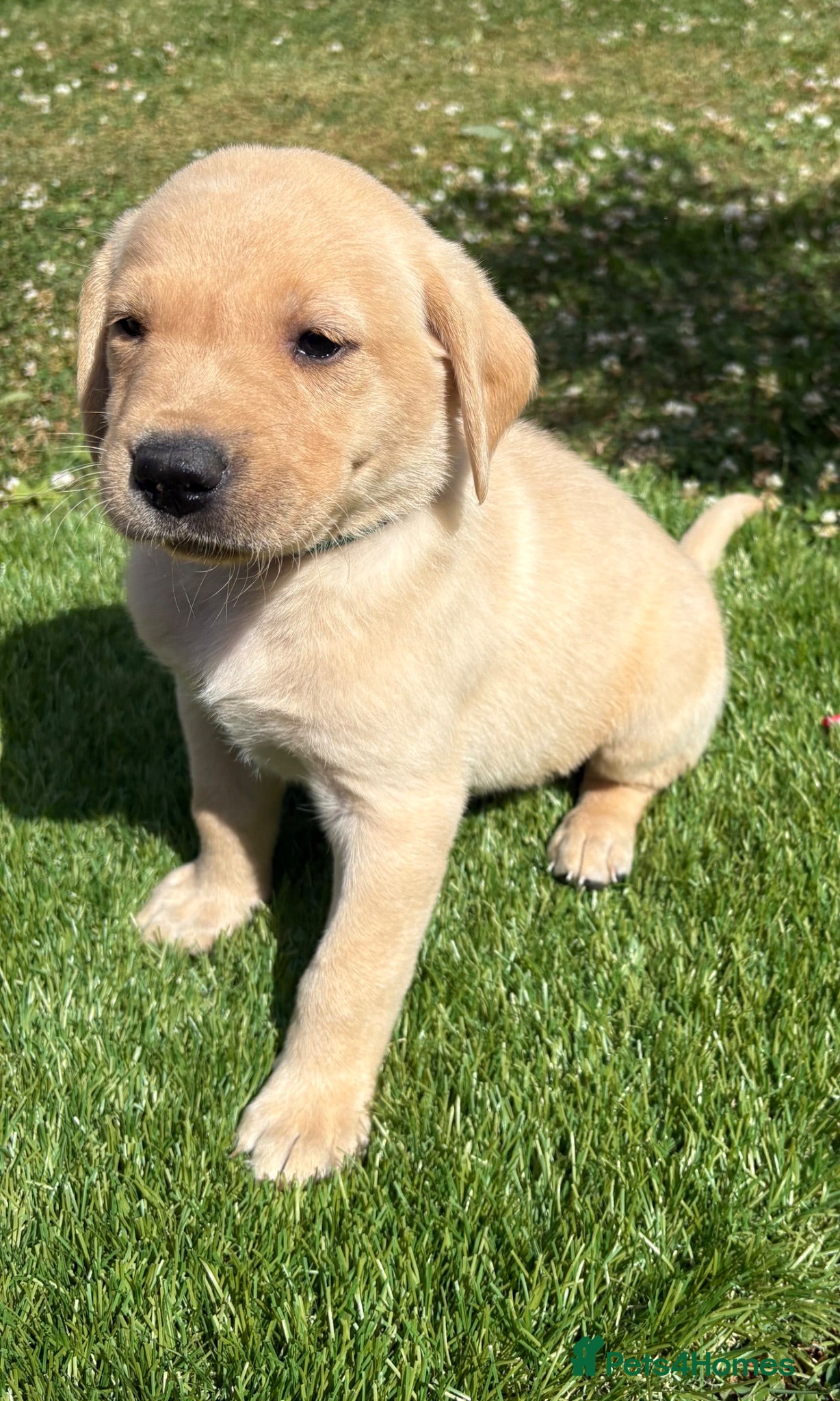 Labrador Retriever dogs Labrador puppies, black & yellow  - Advert 1