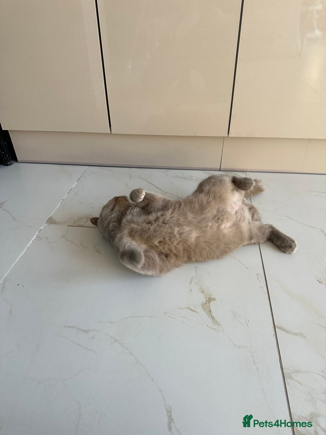 British Shorthair cats for sale: 3 year old british short hair, male - Advert 9