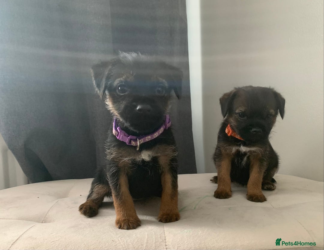 Border Terrier dogs for sale: 6 Beautiful border terrier pups - Image 10