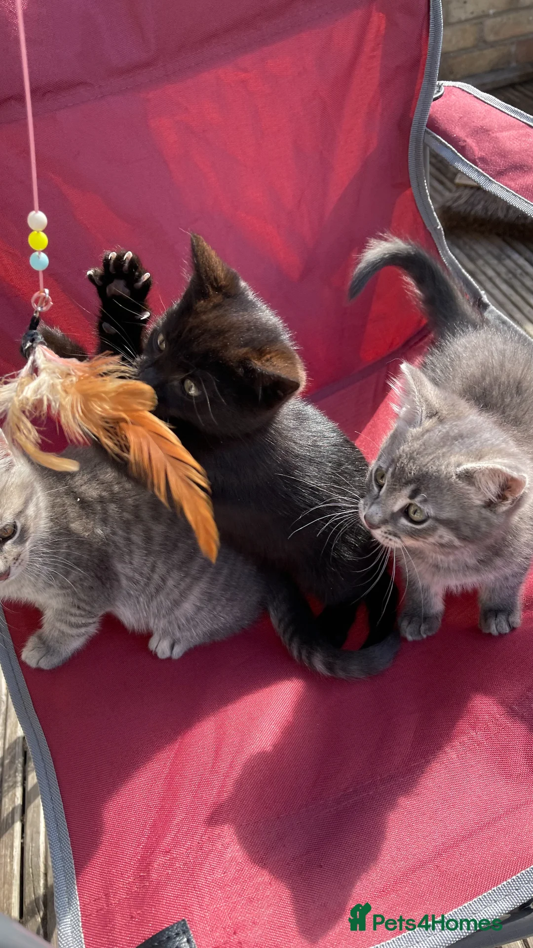 Mixed Breed cats for sale: 3 girl kittens- 2 grey & 1 black  - Advert 28