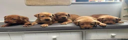 Labrador Retriever dogs for sale: 10 adorable fox red Labrador puppies  - Advert 13