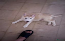 Shepsky dogs for sale: Fluffy puppies - Image 6
