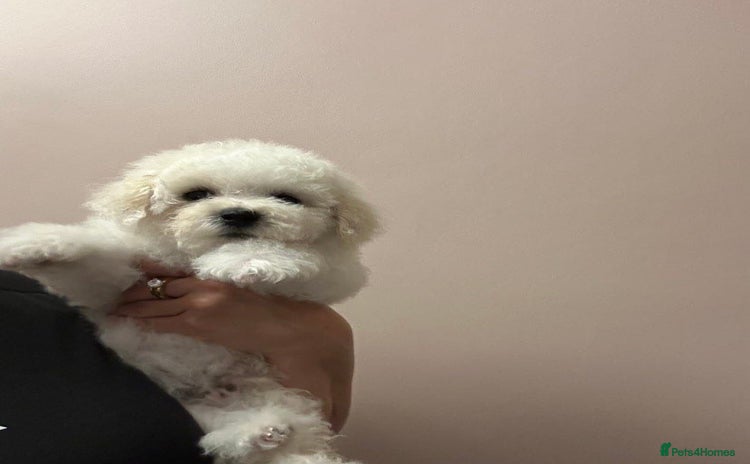 Bichon Frise dogs Beautiful bichon frise puppies  - Advert 7