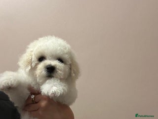 Bichon Frise dogs Beautiful bichon frise puppies - Advert 8