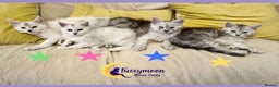 Maine Coon cats for sale: Gorgeous Shaded Pedigree Maine Coon Kittens - Advert 2