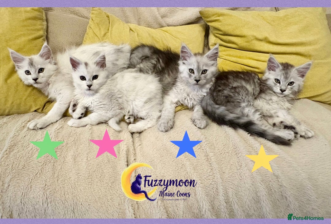 Maine Coon cats for sale: Gorgeous Shaded Pedigree Maine Coon Kittens - Advert 2