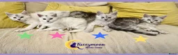 Maine Coon cats for sale: Gorgeous Shaded Pedigree Maine Coon Kittens - Advert 2