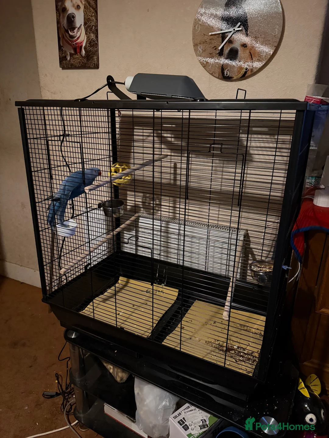 Parakeets birds for sale: Indian Ringneck  - Advert 3