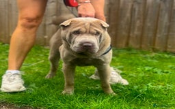 Shar Pei dogs for stud: EXPERIENCED LICAC DILUTE STUD **WELL PROVEN** in Wetherby - Image 3