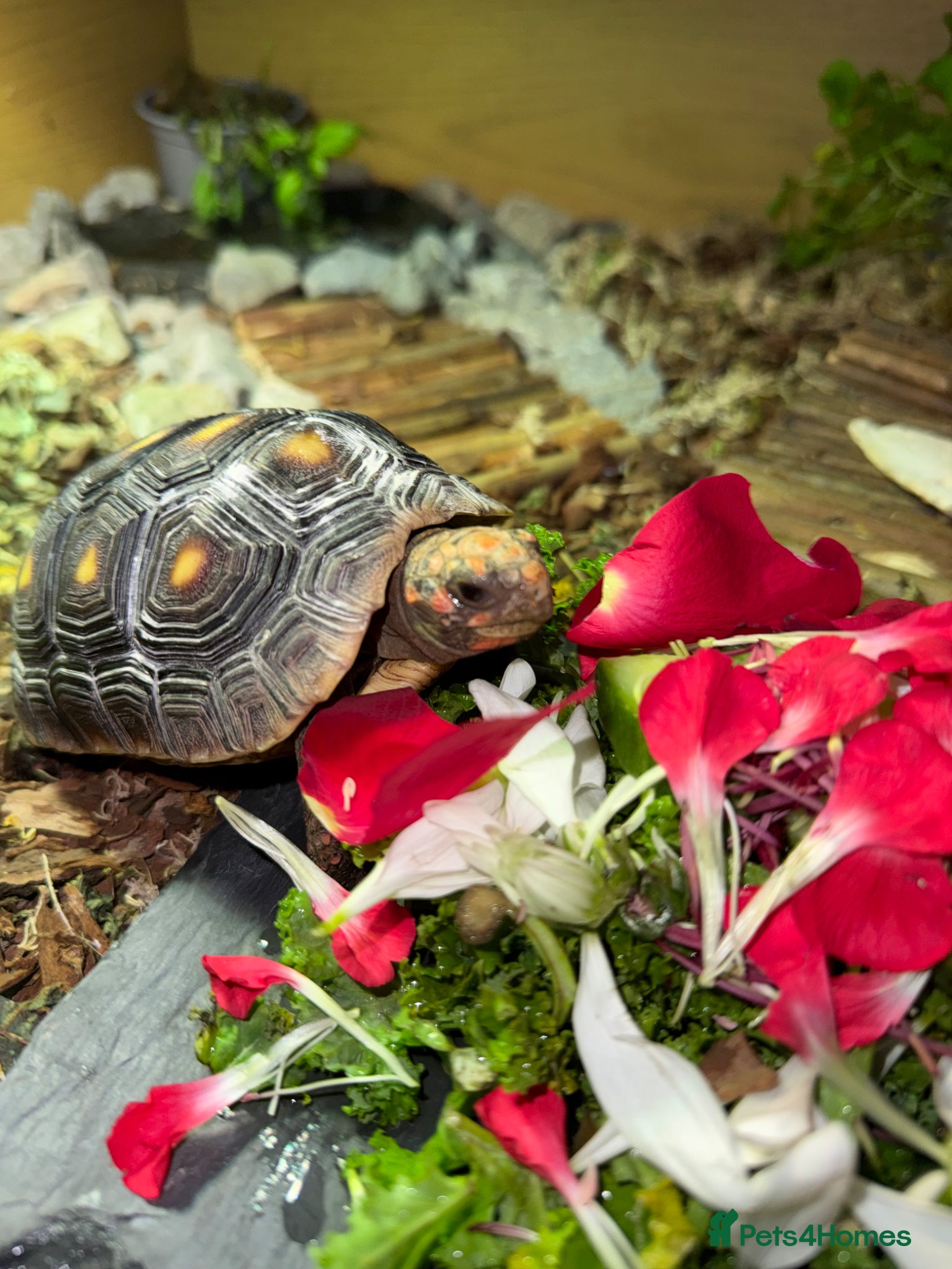Tortoise reptiles for sale: Red foot tortoise  in Saint Leonards-on-sea - Advert 16