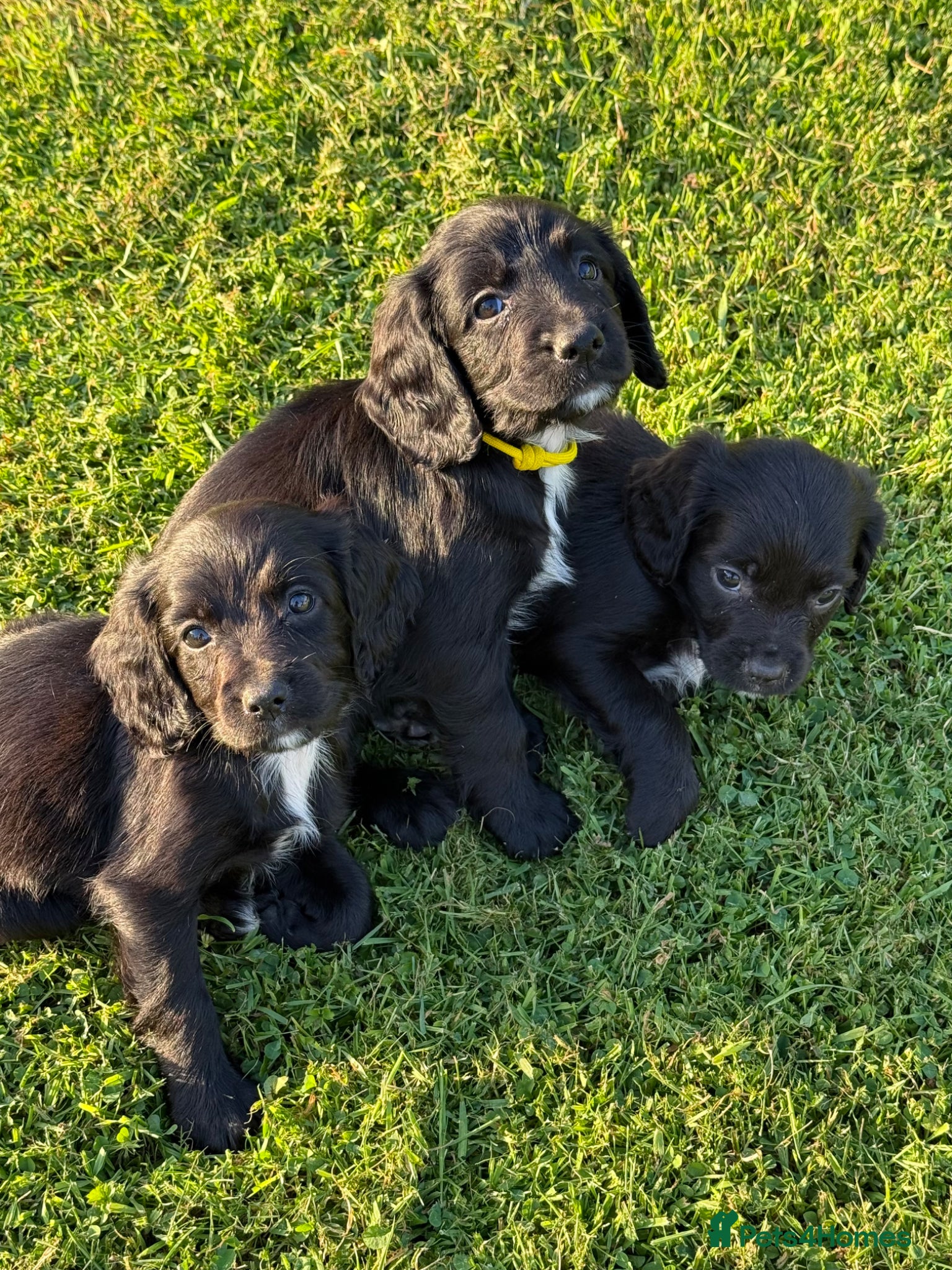 Sprocker dogs F1 Sprocker  - Advert 1