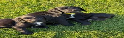 Sprocker dogs for sale: F1 Sprocker  - Advert 1