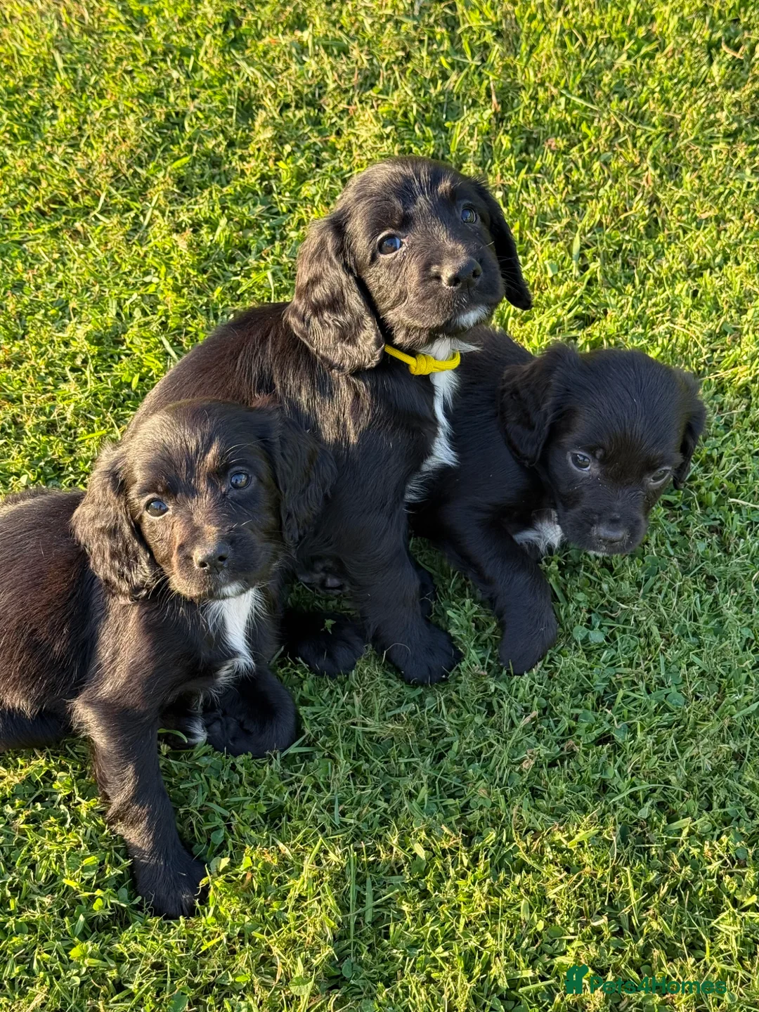 Sprocker dogs for sale: F1 Sprocker  - Advert 1