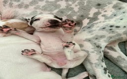 Pointer dogs for sale: KC reg Pointer Puppies - Image 5