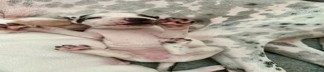 Pointer Puppy 3