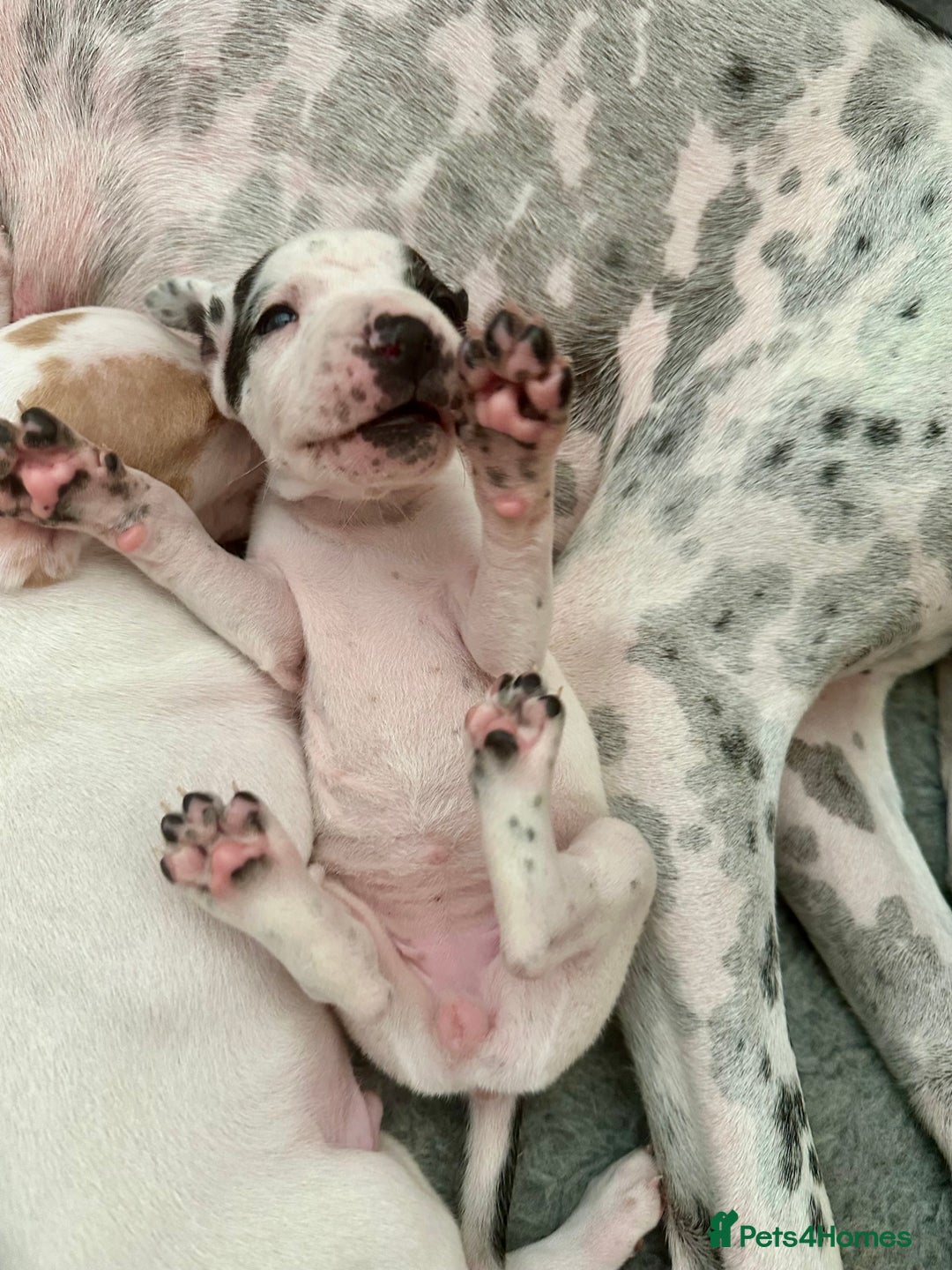 Pointer dogs for sale: KC reg Pointer Puppies - Image 5