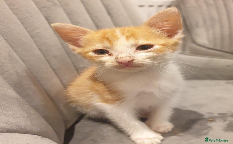 Mixed Breed cats - Advert 1