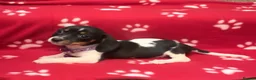 Miniature Dachshund dogs for sale: Piebald miniature dachshund pups ready now! - Advert 1