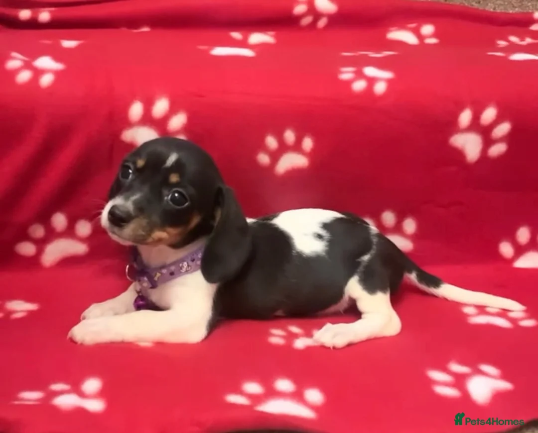 Miniature Dachshund dogs for sale: Piebald miniature dachshund pups ready now! - Advert 1